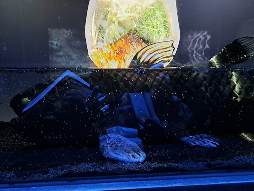 Le plus vieux film du monde - Éléonore Geissler (2023)