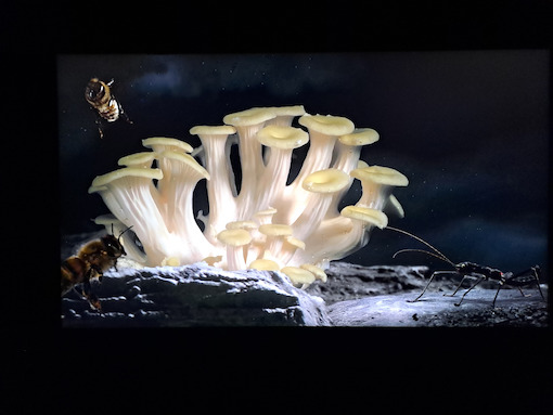 PLANET ∑ - Momoko Seto (2014)